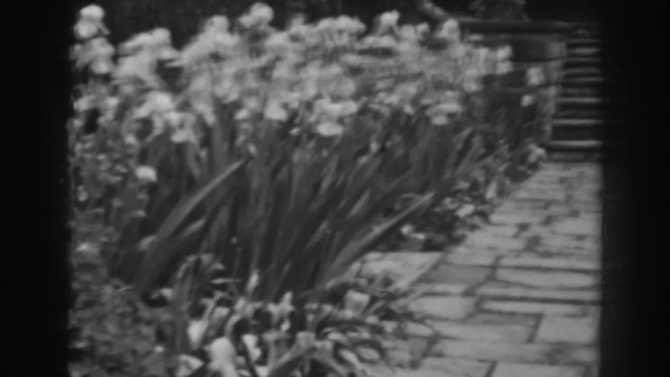 Home-movie frame from Winchester, Maryland showing a stone walkway between planted beds with flowering stems, tall leaves, and a low wall beyond.