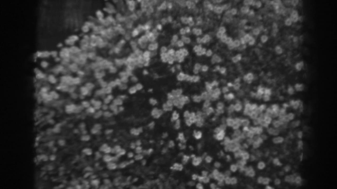Close 8mm view of a large flowering bush in the Winchester garden, rendered with grain and soft focus.