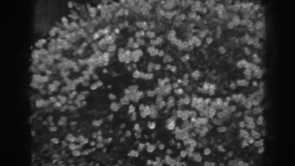 Black-and-white 8mm frame showing dense blossoms and foliage in the 1938 Winchester garden footage.