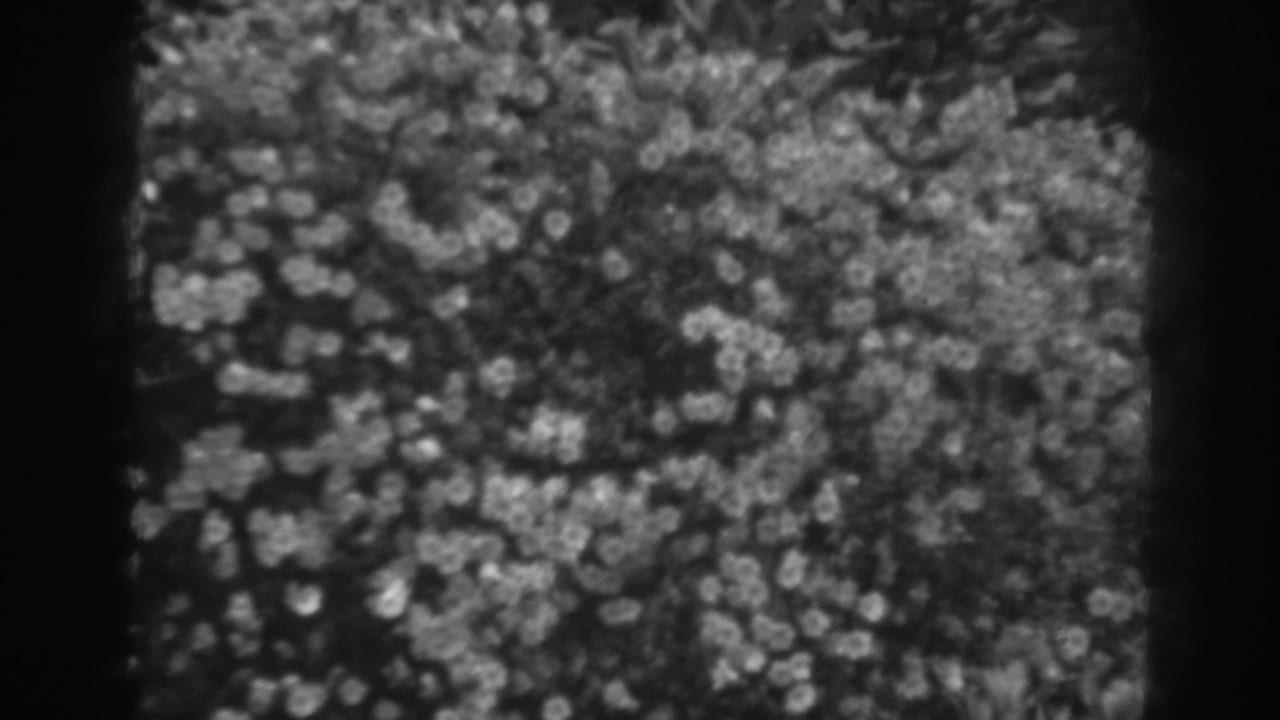 Close 8mm view of carpet fibers in Winchester, Maryland, with soft focus, film grain, and rounded dark scan edges.