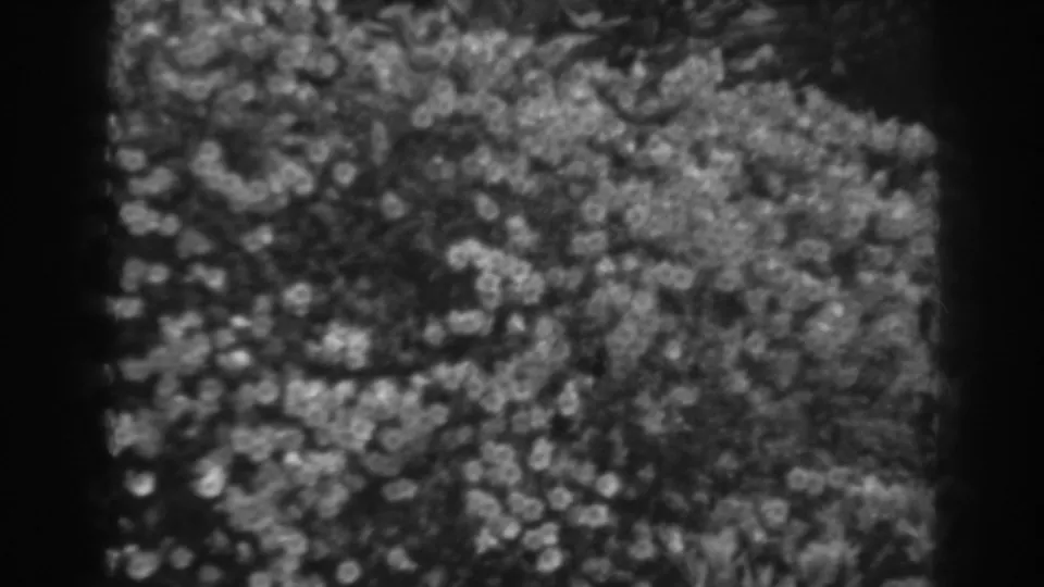 Black-and-white 1938 home-movie frame showing a close carpet texture with soft focus and visible 8mm scan borders.