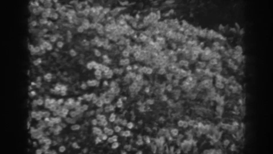 Final 8mm frame of a carpet-fiber close-up, with mottled texture, soft focus, and black frame-edge shadows.
