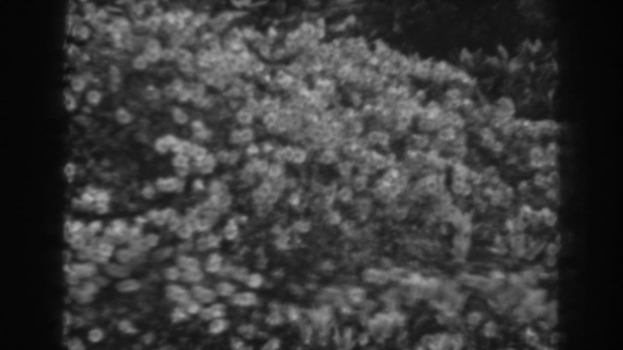 Black-and-white 8mm frame of dense flowering shrubs and leaves.