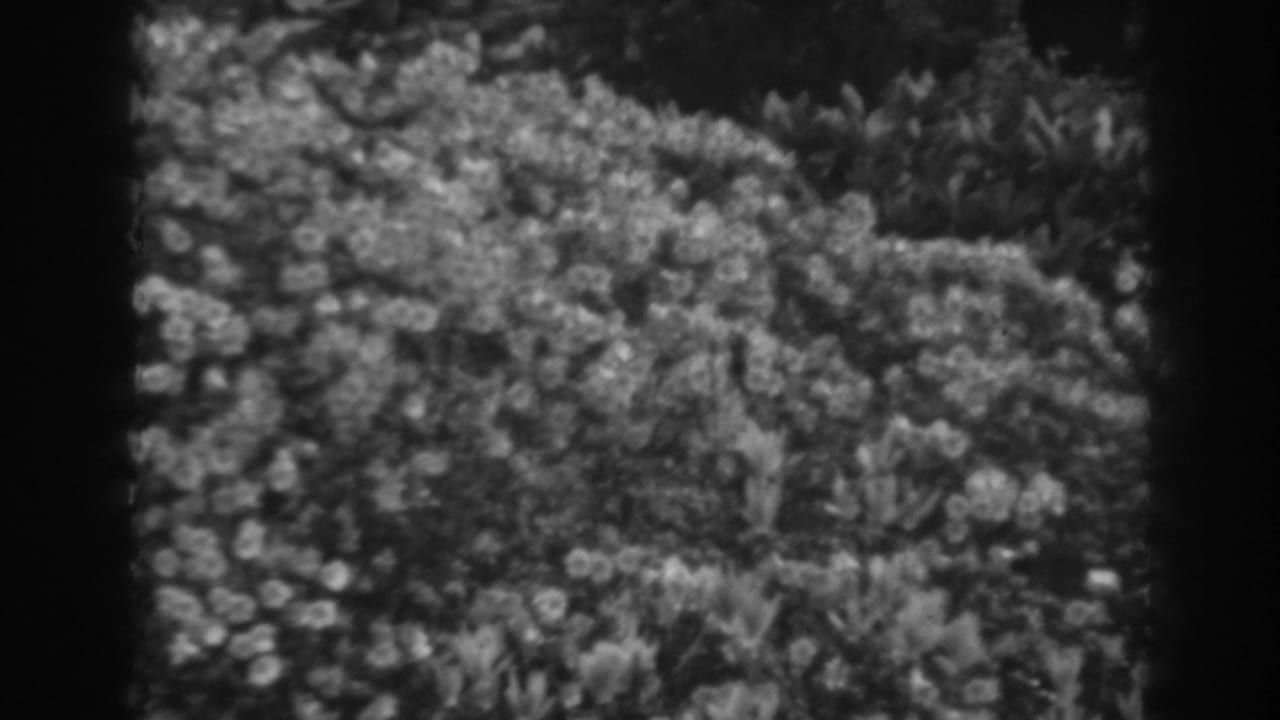 Flowering shrubbery fills a soft black-and-white frame.