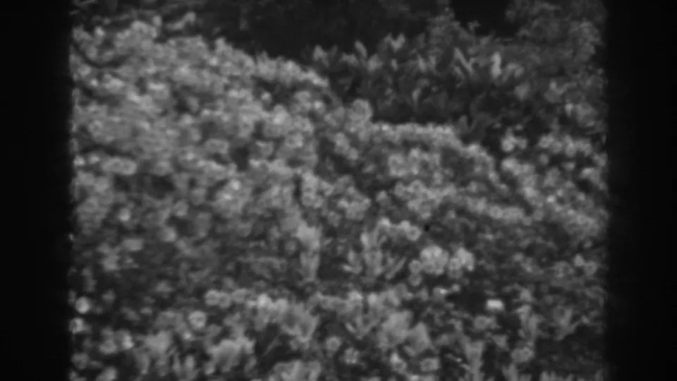 Home-movie frame from the Winchester, Maryland clip showing dense foliage and blossoms in grainy 8mm black-and-white.