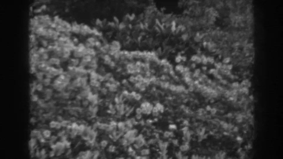 Late frame of the 1938 Winchester, Maryland garden pan, showing a leafy flowering bush in soft 8mm focus.
