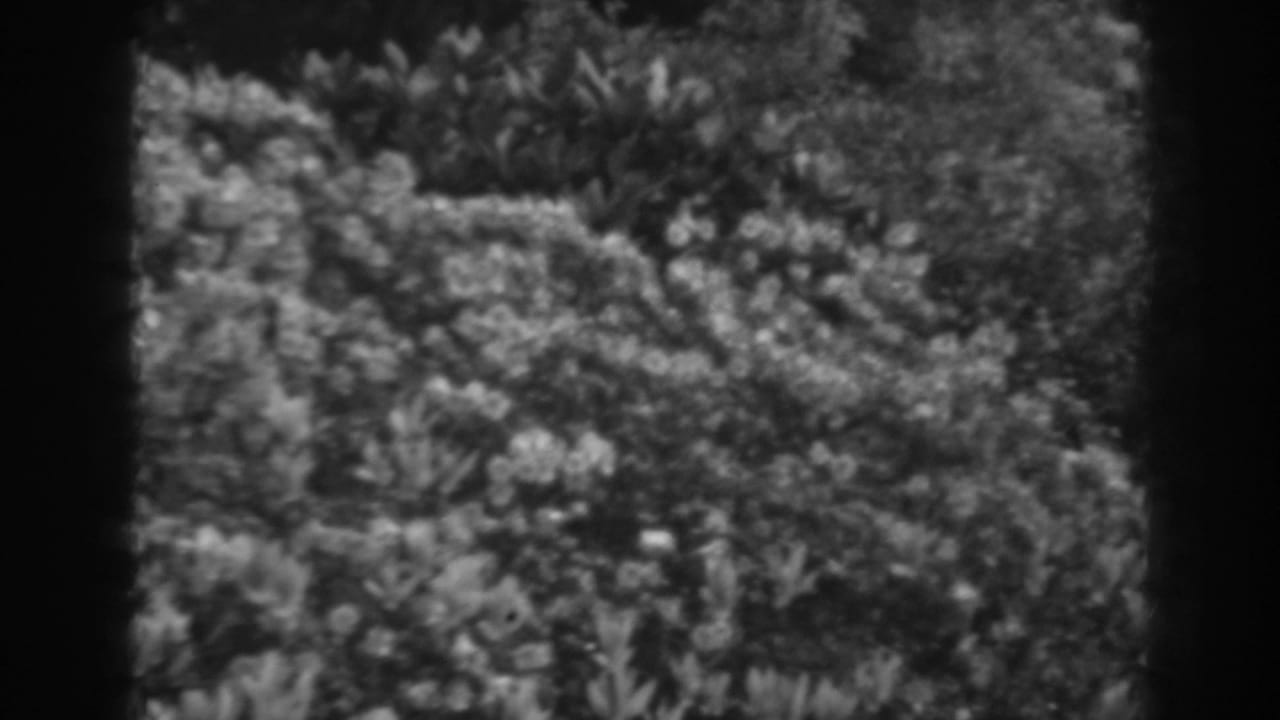 Leafy shrubs and garden planting seen beside dark vertical framing.