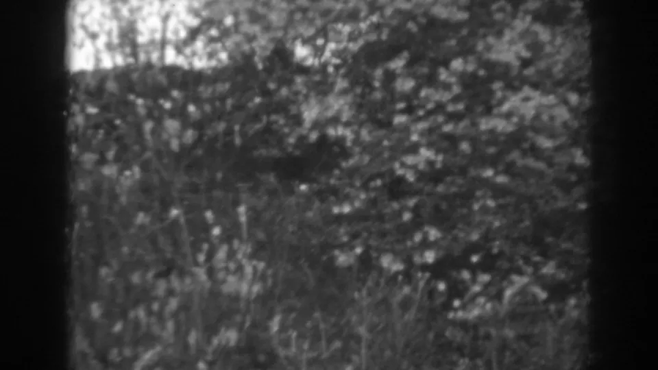Leafy garden plants and bushes in the same 1938 Winchester home-movie scene, with the walkway mostly out of view.