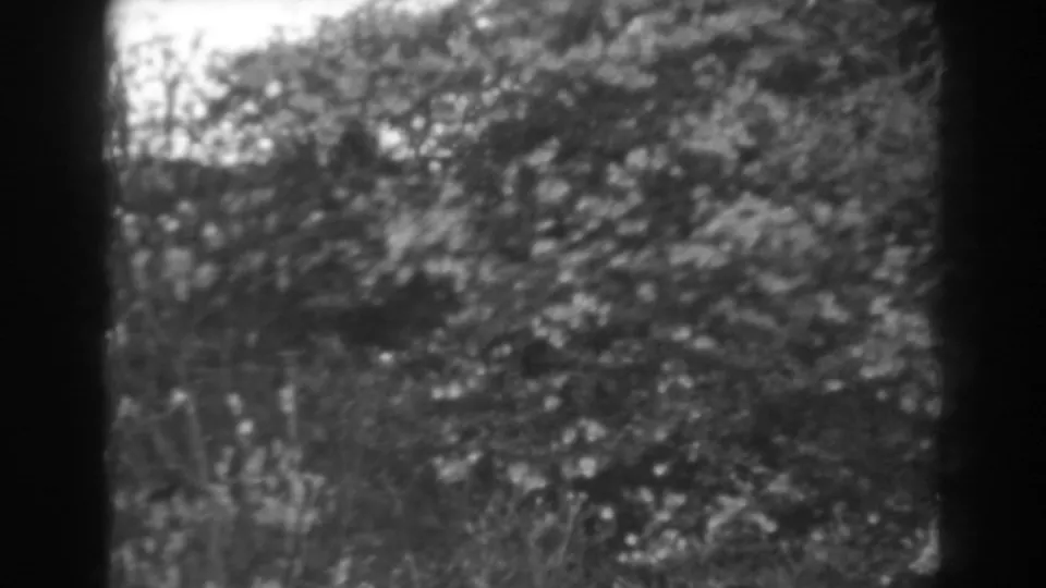 Black-and-white 8mm frame showing dense garden foliage and branches in Winchester, Maryland, with no people or signage visible.