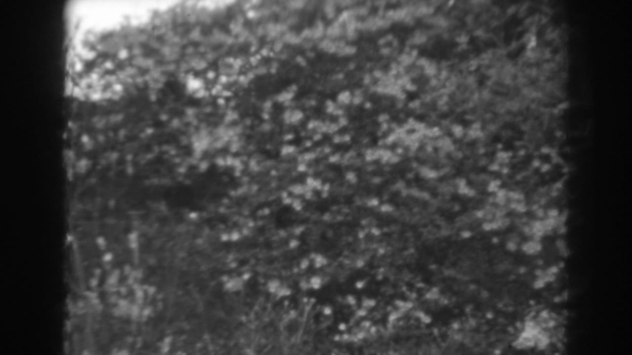 Soft black-and-white view of pale flowers and dense foliage in bright daylight.