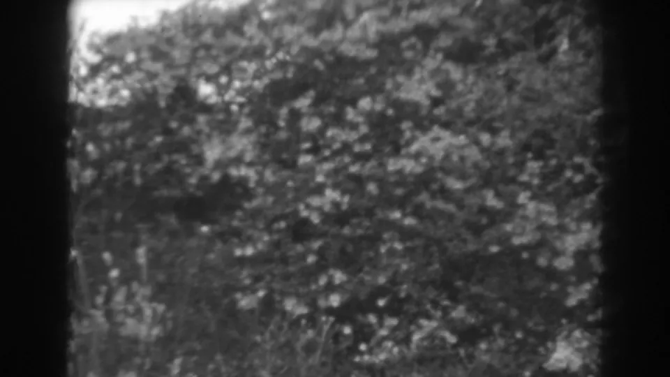 1938 Winchester, Maryland 8mm frame showing pale garden flowers against dark leafy foliage in soft focus.