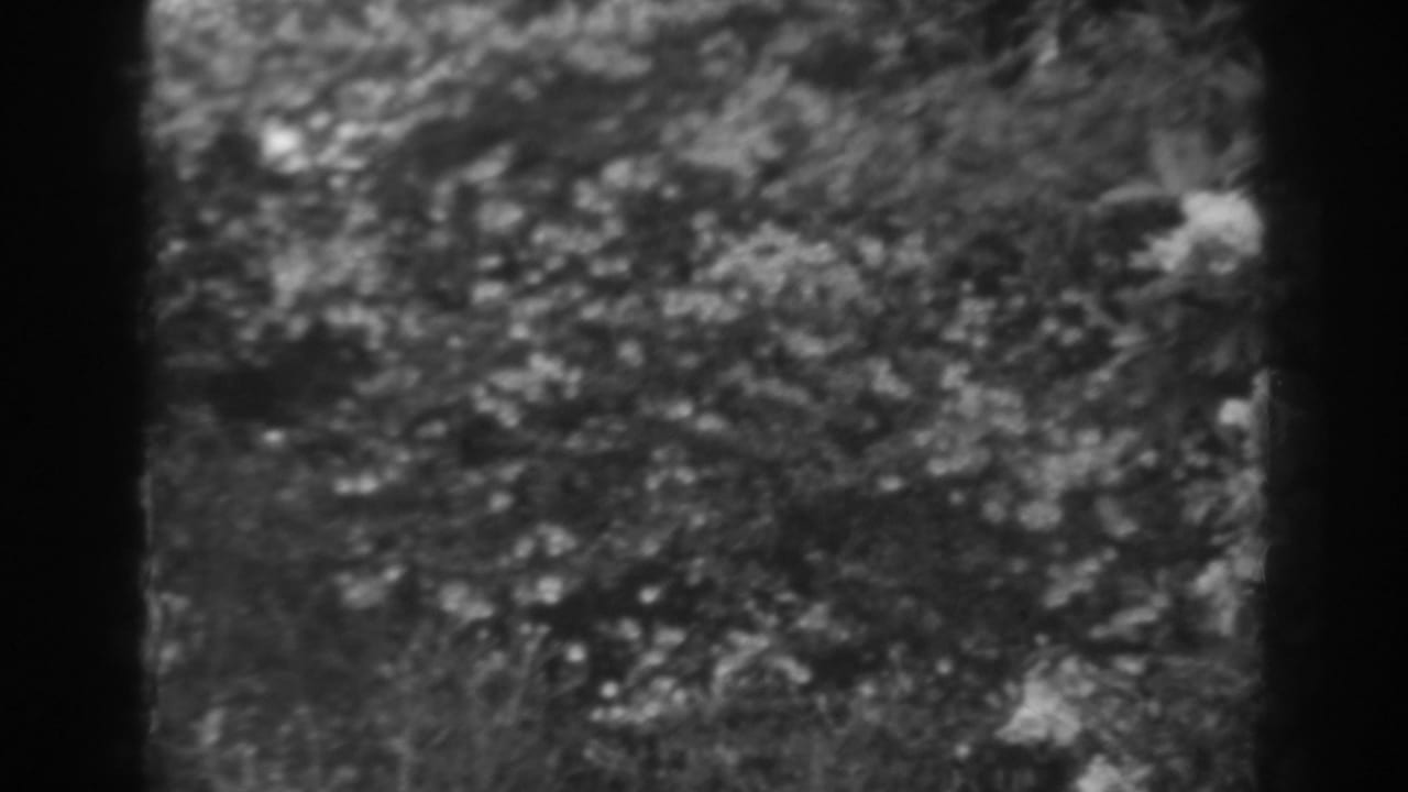 Black-and-white 8mm garden view from Winchester, Maryland, with pale blossoms scattered among dark leaves.