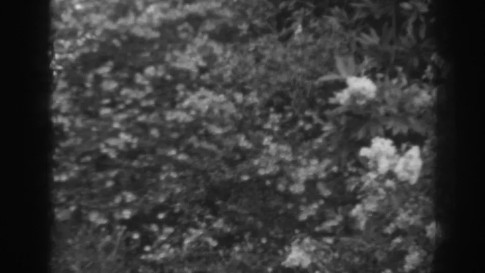 1938 home-movie frame showing bright flower clusters and leafy garden plants in soft black-and-white 8mm texture.