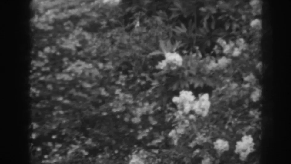 Winchester, Maryland garden flowers fill the frame, rendered with soft 1938 8mm black-and-white contrast.