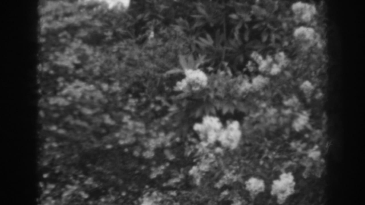 White blossoms and dense foliage seen through soft black-and-white 8mm framing.