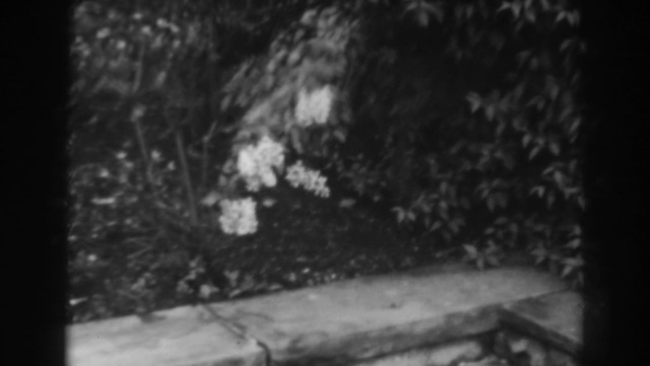 Flowering shrubbery beside a pale ledge in a black-and-white garden view.