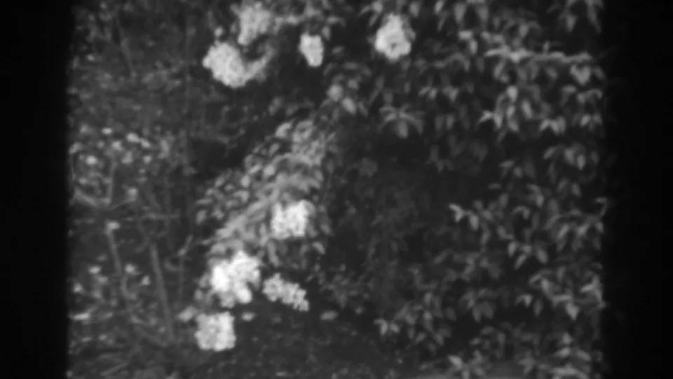1938 Winchester, Maryland home-movie still showing clustered white blossoms and layered foliage in a close garden view.