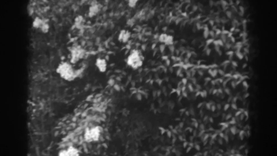 1938 Winchester, Maryland black-and-white frame with magnolia-like blossoms spread across dense shrubs and dark leaves.