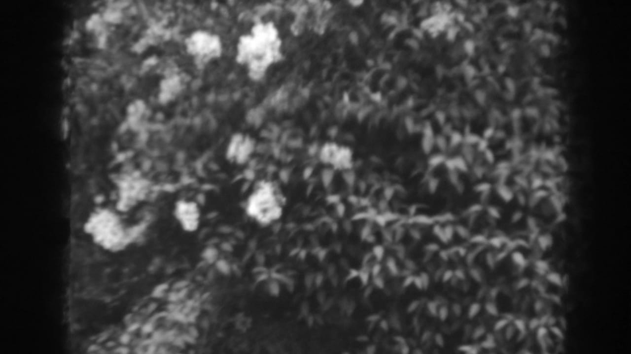 Pale flower clusters among dark leaves in soft black-and-white film.