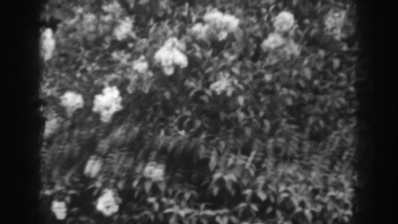Flowering shrub with light blooms and dark leaves, framed by film edges.