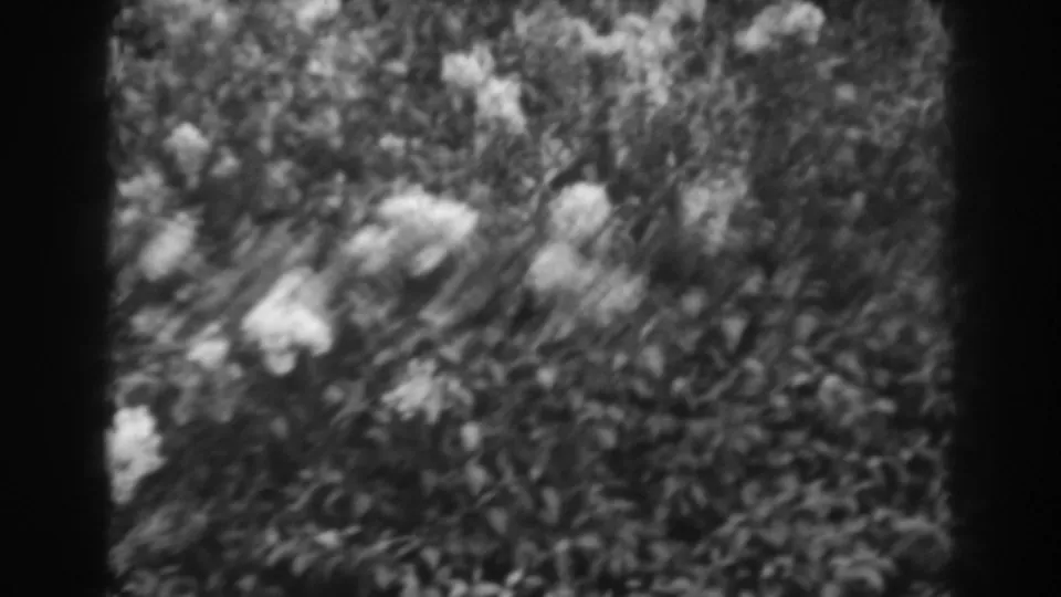 Soft 1938 home-movie frame of pale blooms and garden foliage, with slight motion blur from plants or camera.