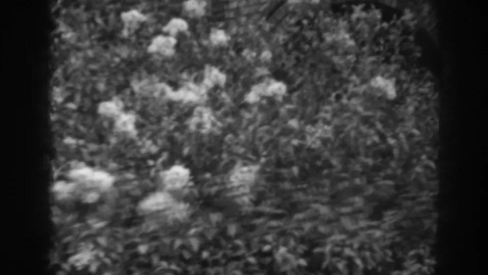 Metadata-supported 1938 Winchester, Maryland garden frame showing pale blossoms scattered through dense foliage.
