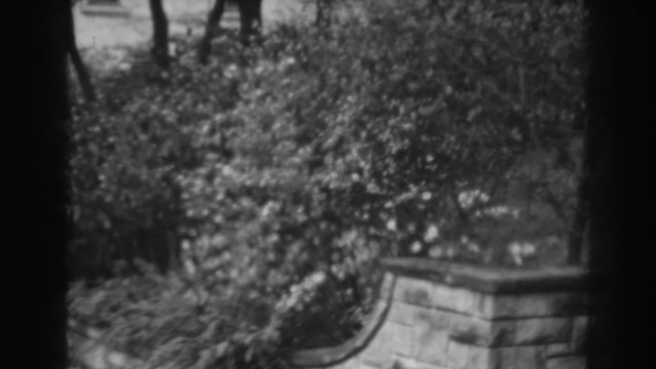Black-and-white garden view with dense shrubs, tree trunks, and a low stone wall at the lower right.