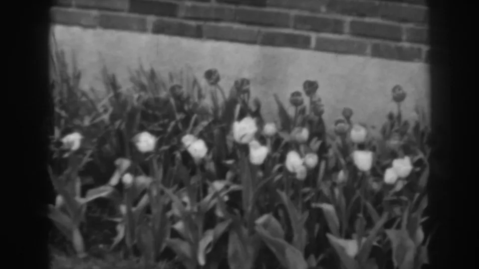 A closer 1938 garden view shows white tulips and tall foliage clustered below a brick wall in Winchester, Maryland.