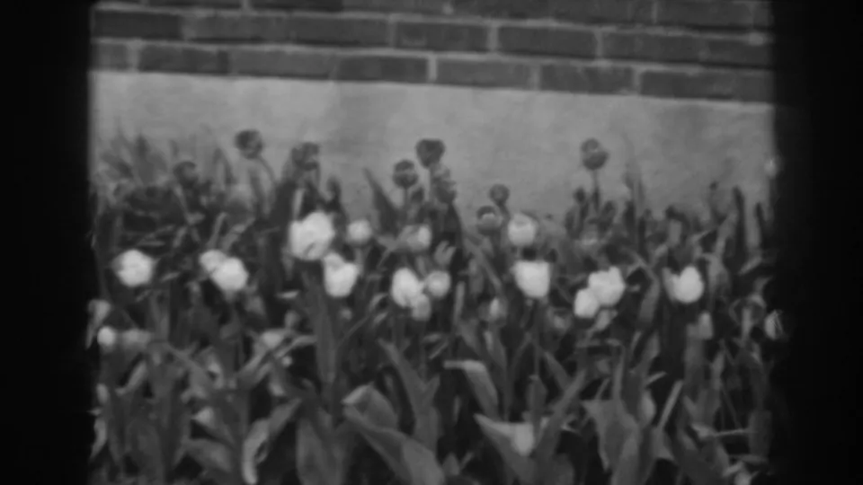 White tulips and dense garden leaves extend across the frame below a brick wall in this 1938 Winchester, Maryland home-movie still.