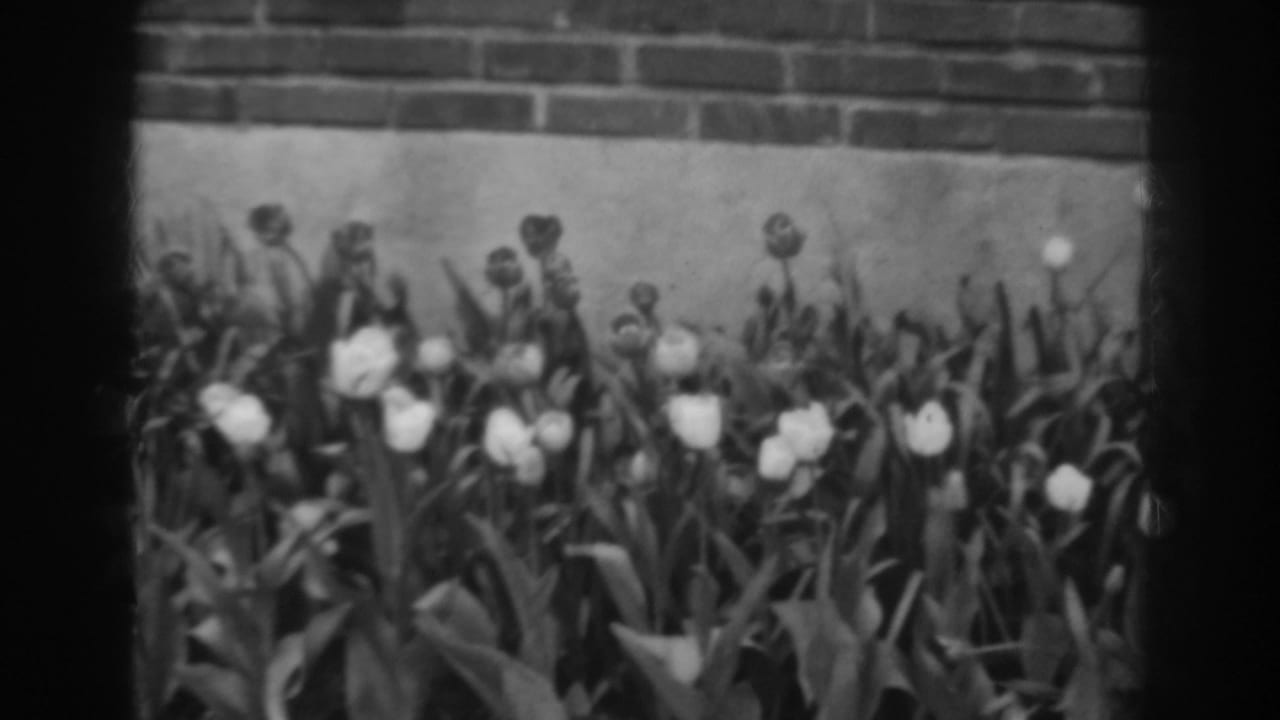 White tulips and leafy stems grow in front of a brick wall.