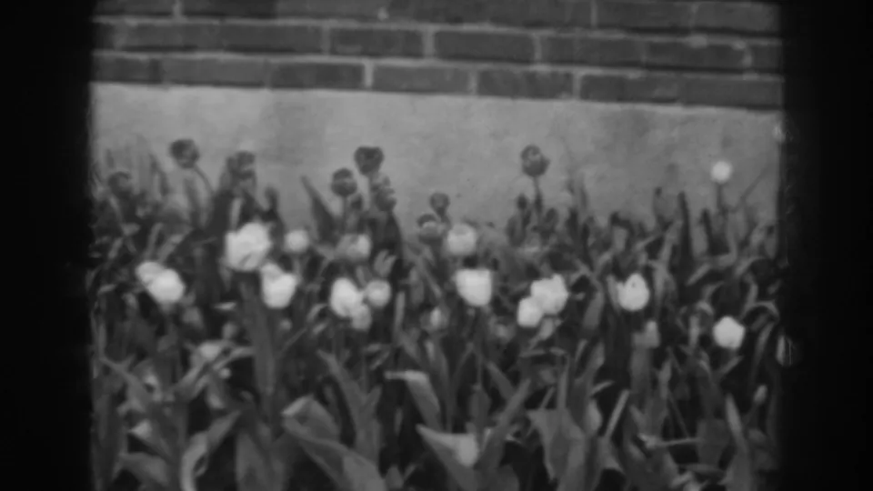 1938 8mm frame from Winchester, Maryland showing white tulips in a garden bed against a brick wall.