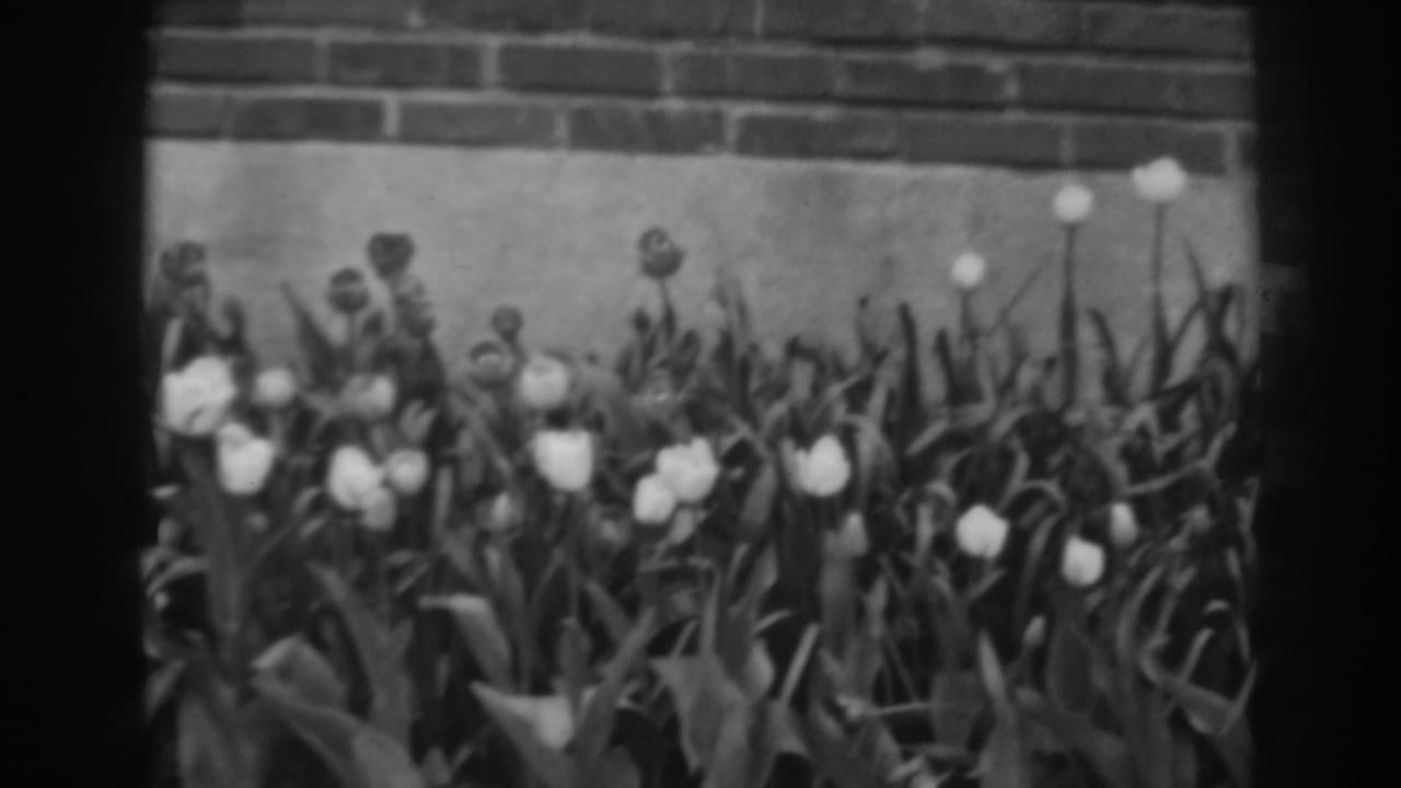 Black-and-white 8mm view of tulips and garden foliage against a brick wall in Winchester, Maryland.