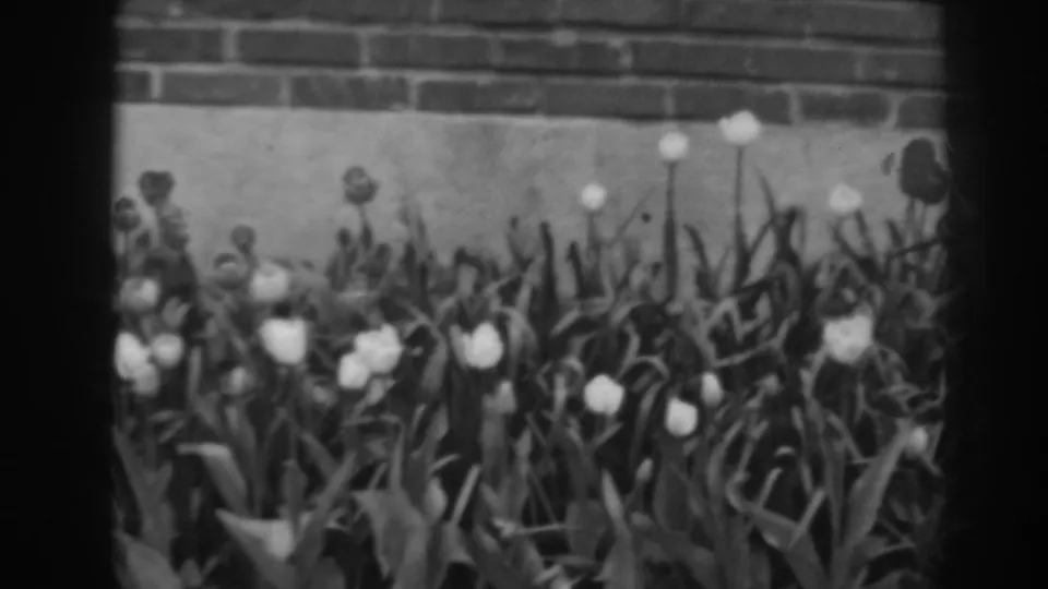 1938 home-movie frame showing a dense flower bed with tulips below a brick wall in Winchester, Maryland.