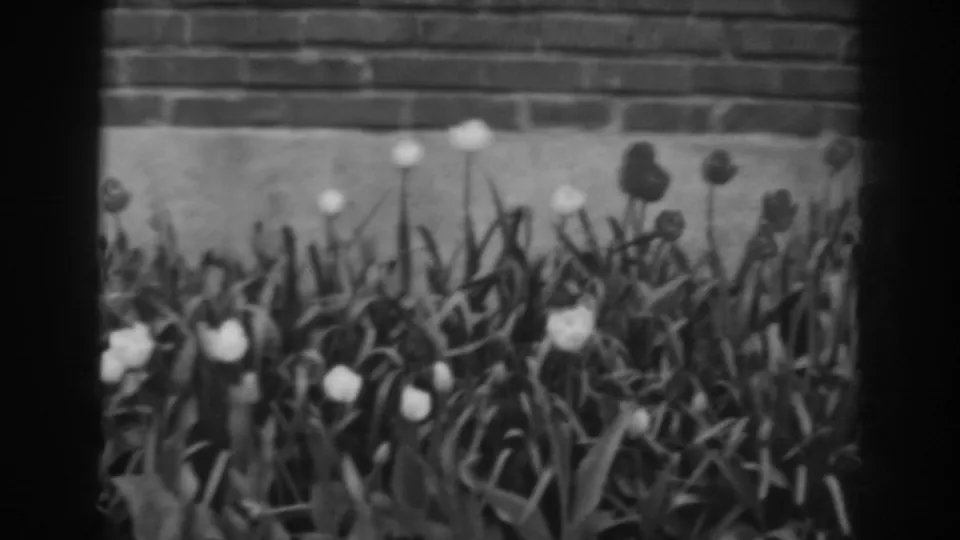 Late-1930s 8mm garden view from Winchester, Maryland with tulips, foliage, and a brick wall framed by gate edges.