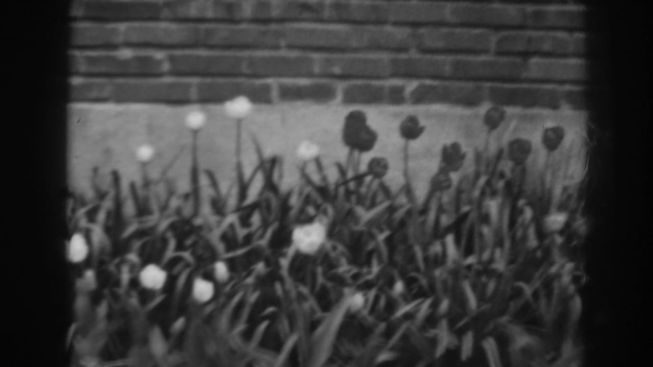 Tulips and leaves in a garden bed against a brick wall.