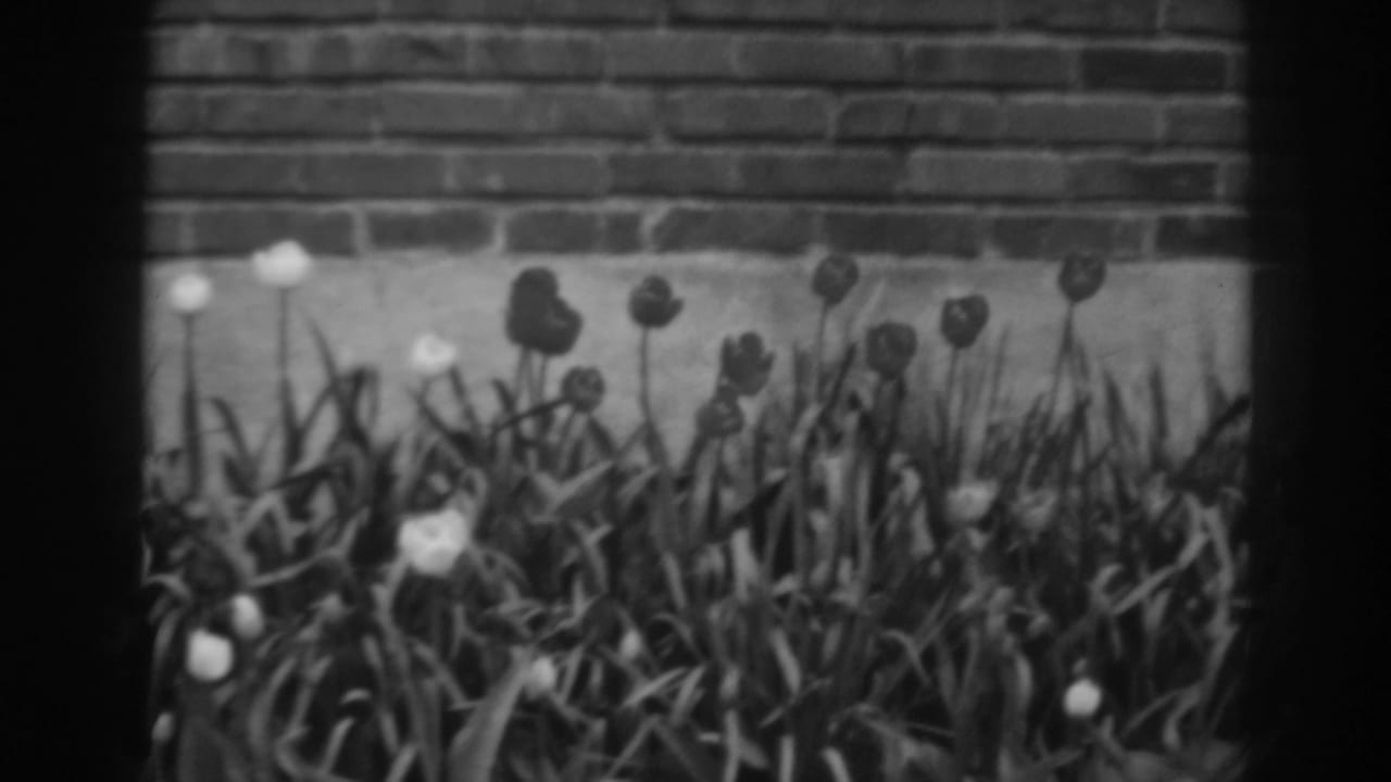 Tulips and foliage fill the foreground of this Winchester, Maryland home-movie frame, with brickwork visible behind them.