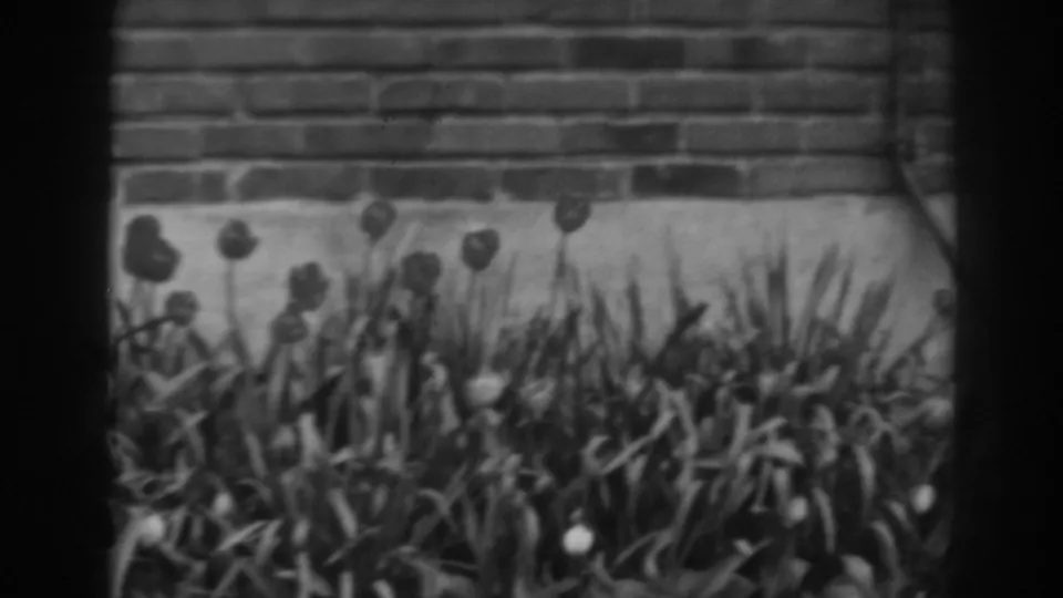 Soft black-and-white 8mm view of a tulip bed in Winchester, Maryland, with dense leaves and a brick wall in the background.
