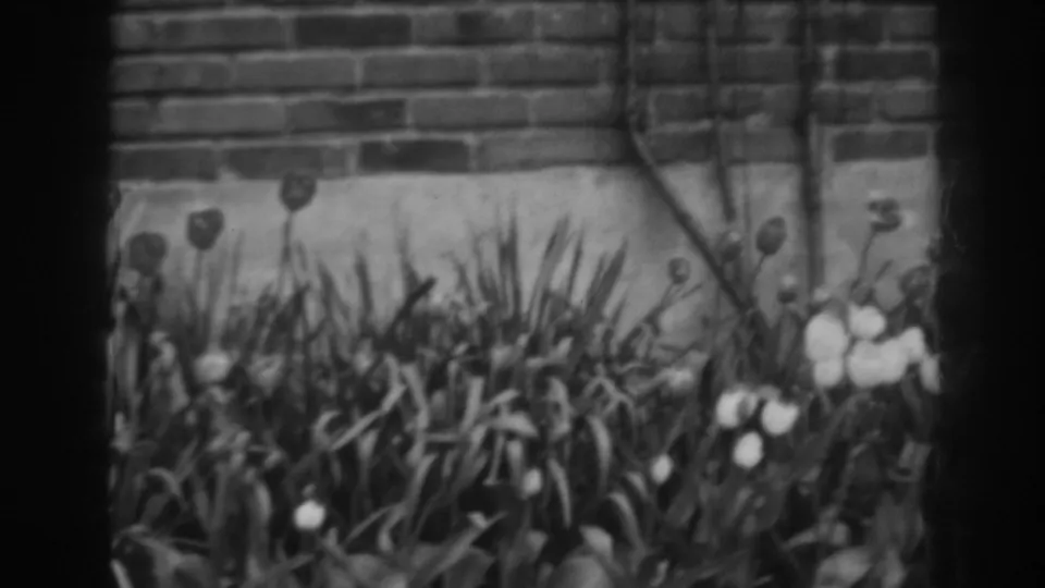 Final 1938 home-movie frame showing tulips and foliage near a brick wall, with dark vignetting and visible 8mm grain.