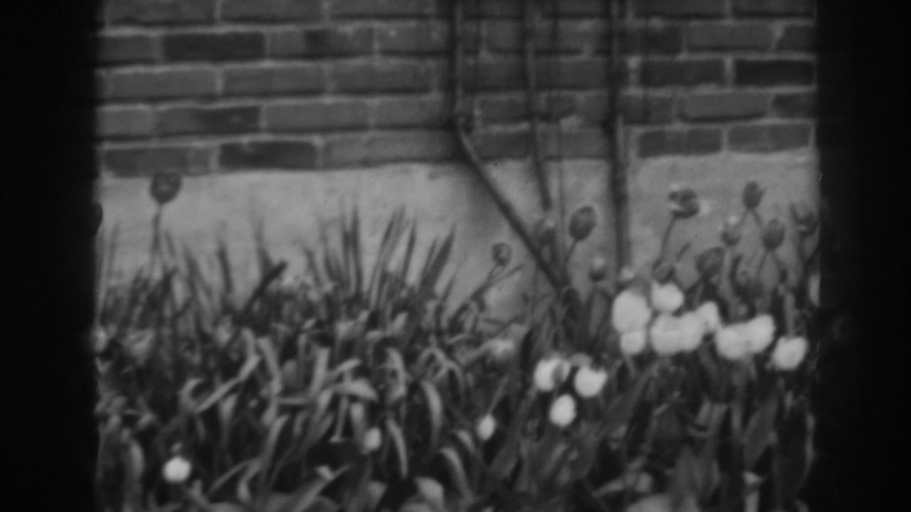 White tulips and leafy plants growing in front of a brick wall.