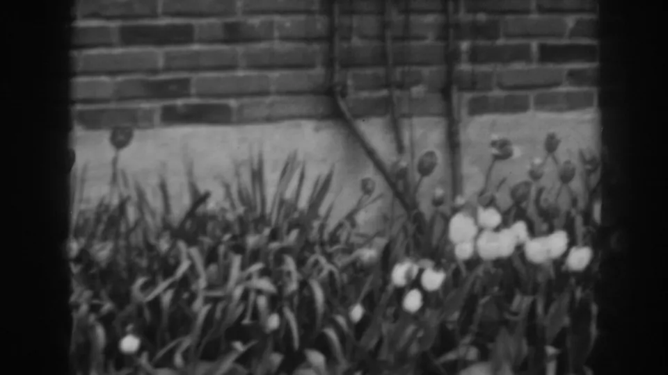 White tulips bloom in a garden bed against a brick wall in 1938 Winchester, Maryland home-movie footage.