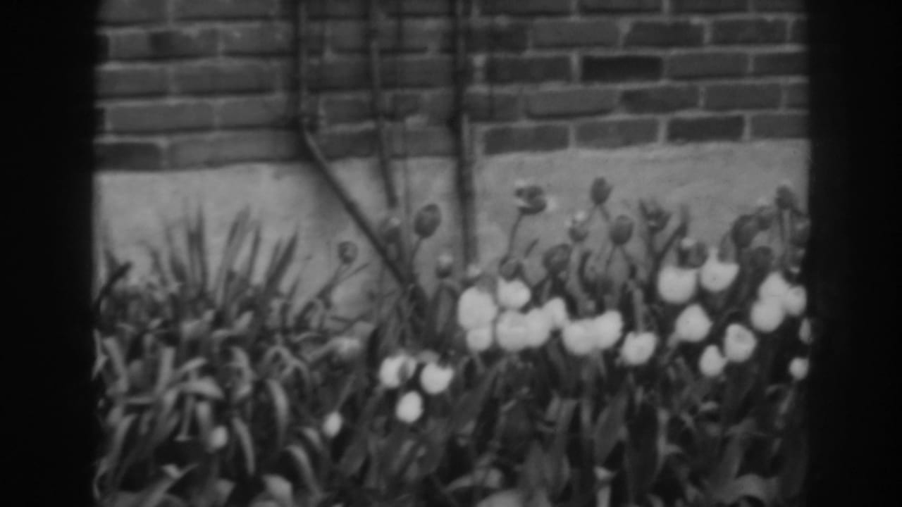 A close view of tulips and foliage appears beside a brick wall in the Winchester, Maryland garden footage.
