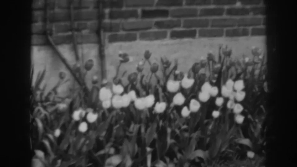 The frame shows clustered white tulips and dense foliage below a brick wall in black-and-white 8mm footage.
