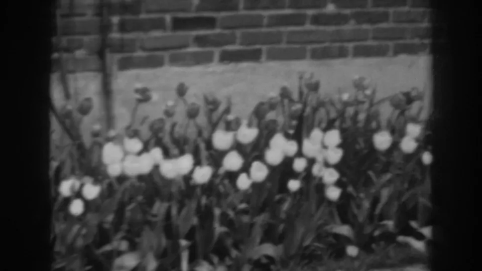 White tulips and leafy plants fill the foreground with a brick wall behind them in the 1938 home-movie clip.