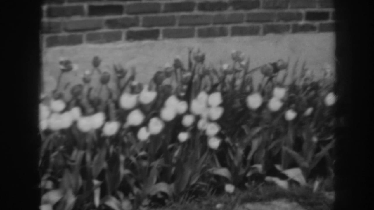 White tulips and leafy stems in front of a brick wall, seen through dark 8mm frame borders.