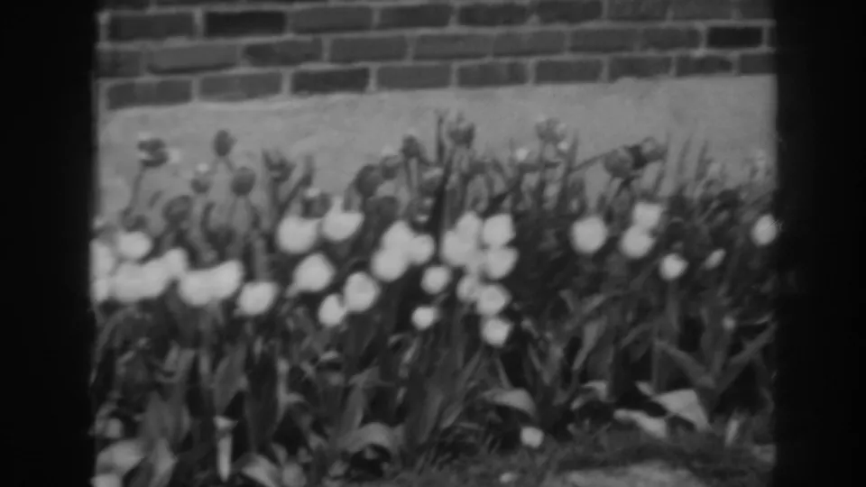 1938 Winchester, Maryland home-movie frame showing white tulips in a garden bed against a brick wall with soft black-and-white 8mm texture.