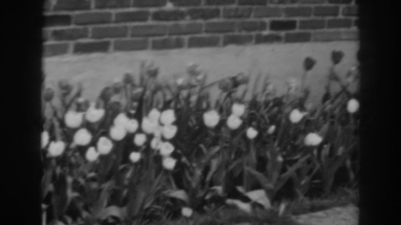 1938 Winchester, Maryland 8mm frame with white tulips, buds, and dense leaves below a brick wall in a domestic garden.