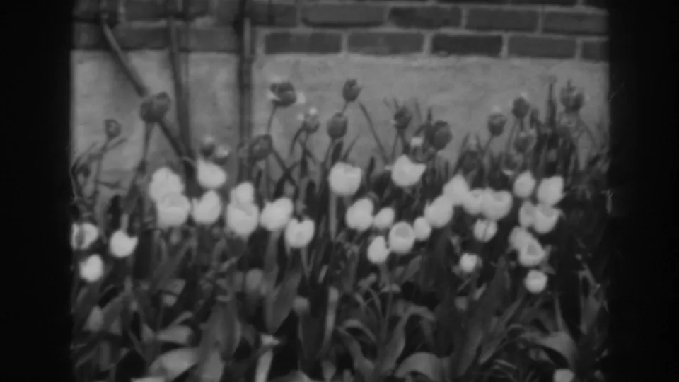 Black-and-white 8mm home-movie view from Winchester, Maryland, showing clustered tulips and tall buds along a brick wall in 1938.