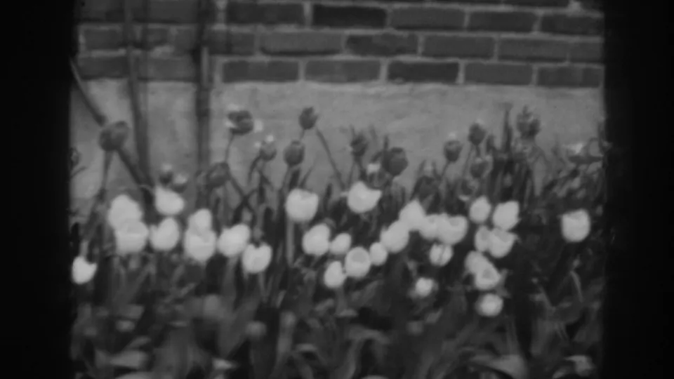 1938 Winchester, Maryland frame showing a close garden view of white tulips and buds against brickwork, with visible 8mm softness and grain.