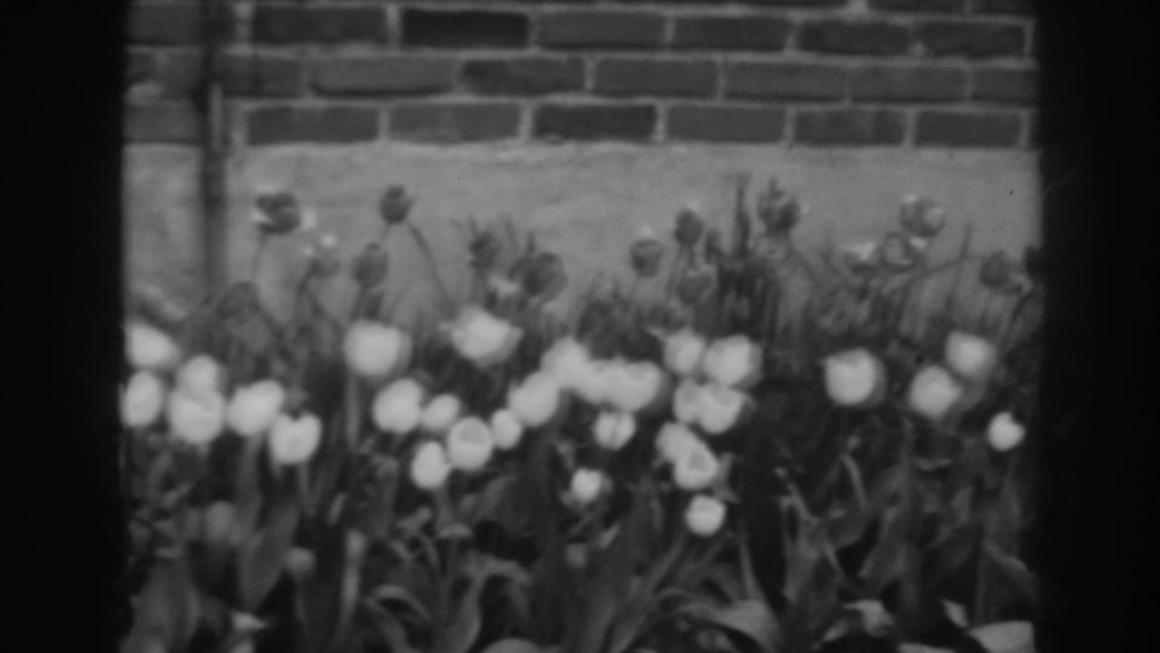 White tulips and leafy plants in a flowerbed below a brick wall.