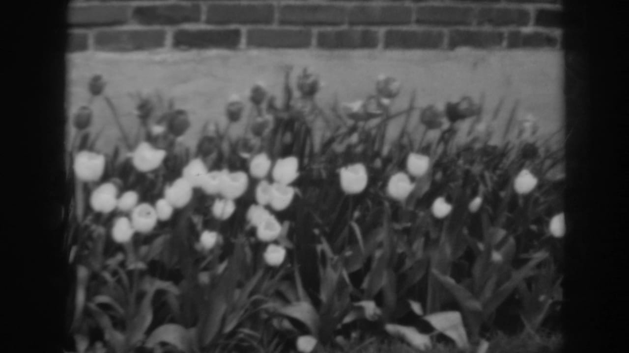 A close garden view shows tulips and taller buds in a 1938 Winchester, Maryland home-movie frame.